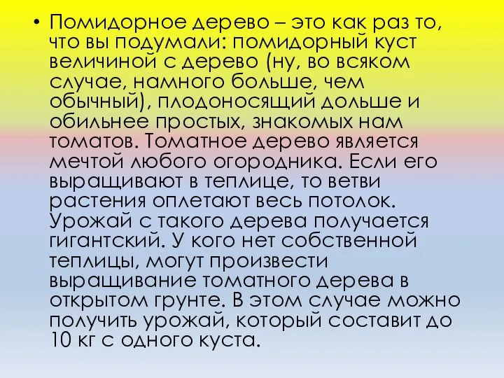 Помидорное дерево – это как раз то, что вы подумали: