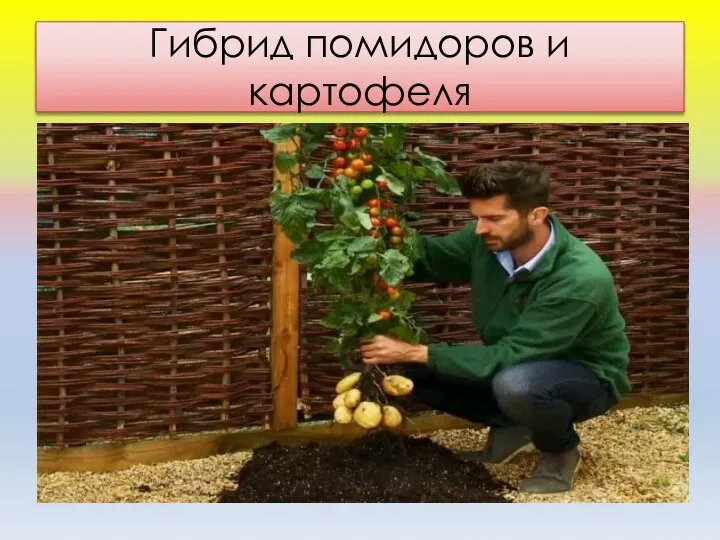 Гибрид помидоров и картофеля