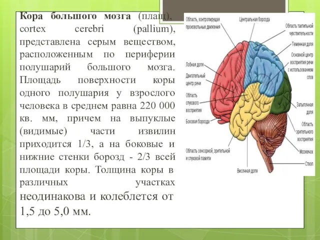 Кора большого мозга (плащ), cortex cerebri (pallium), представлена серым веществом,