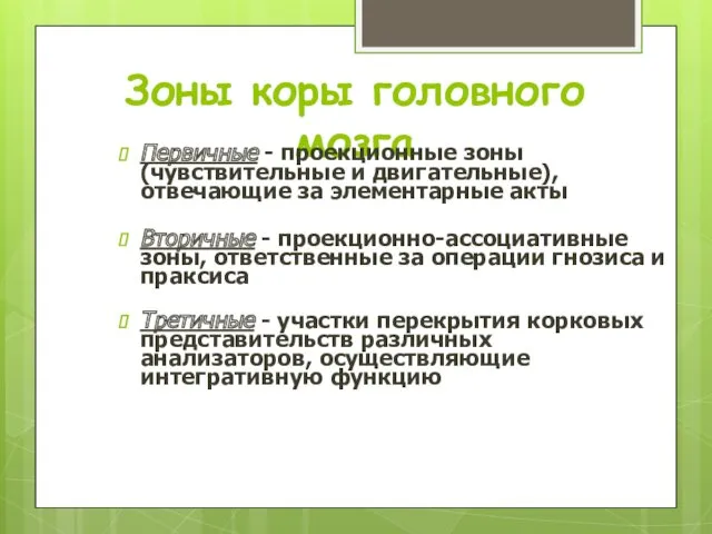 Зоны коры головного мозга Первичные - проекционные зоны (чувствительные и