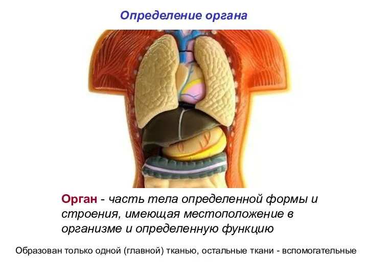 Определение органа Орган - часть тела определенной формы и строения,