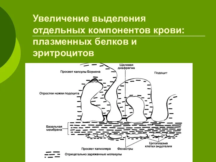 Увеличение выделения отдельных компонентов крови: плазменных белков и эритроцитов