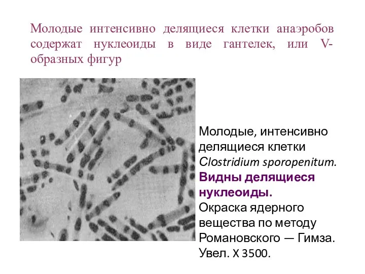 Молодые интенсивно делящиеся клетки анаэробов содержат нуклеоиды в виде гантелек,