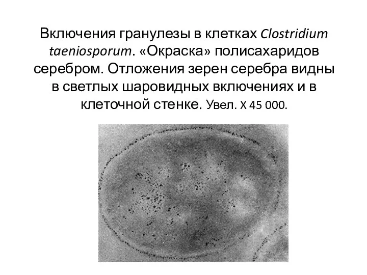 Включения гранулезы в клетках Clostridium taeniosporum. «Окраска» полисахаридов серебром. Отложения