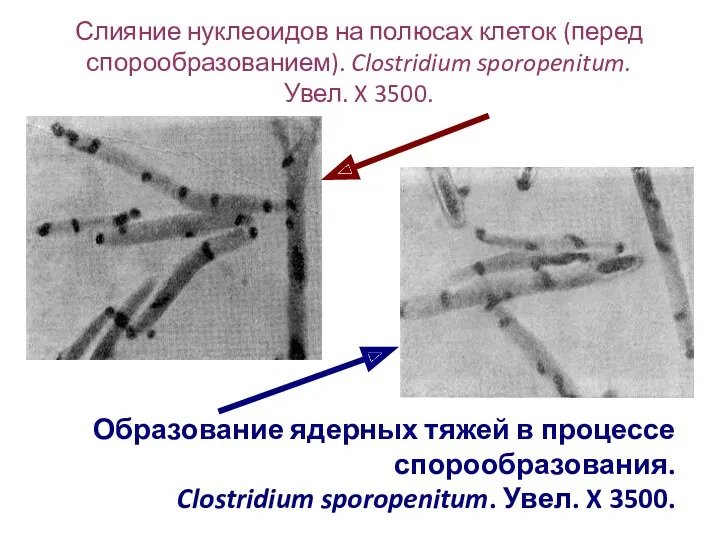 Слияние нуклеоидов на полюсах клеток (перед спорообразованием). Clostridium sporopenitum. Увел.