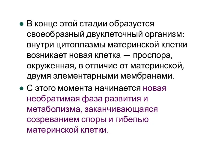 В конце этой стадии образуется своеобразный двуклеточный организм: внутри цитоплазмы