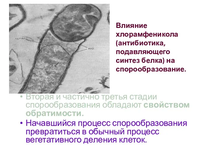 Влияние хлорамфеникола (антибиотика, подавляющего синтез белка) на спорообразование. Вторая и