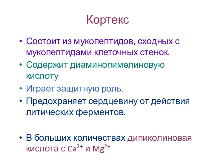 Кортекс Состоит из мукопептидов, сходных с мукопептидами клеточных стенок. Содержит