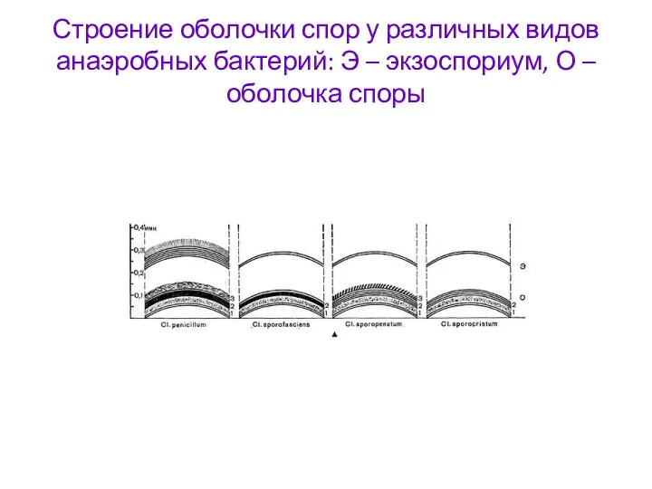 Строение оболочки спор у различных видов анаэробных бактерий: Э – экзоспориум, О – оболочка споры