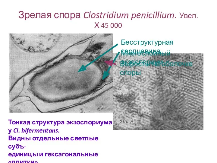 Зрелая спора Clostridium penicillium. Увел. Х 45 000 Бесструктурная сердцевина