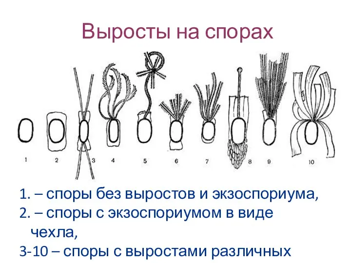 Выросты на спорах 1. – споры без выростов и экзоспориума,