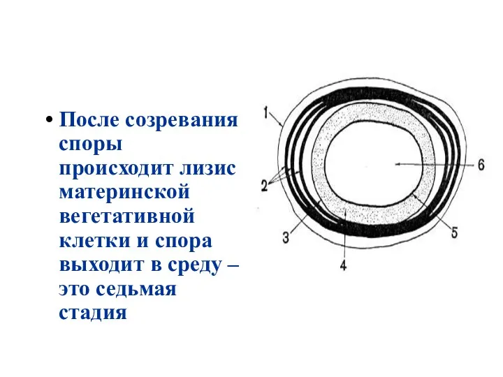 После созревания споры происходит лизис материнской вегетативной клетки и спора