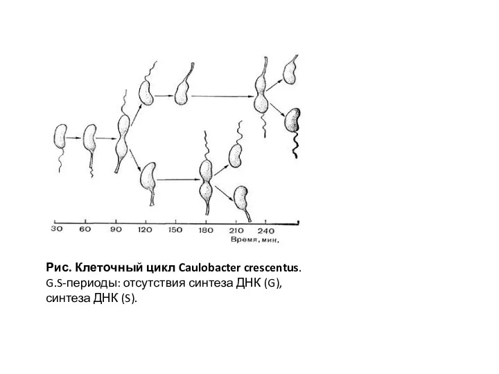 Рис. Клеточный цикл Caulobacter crescentus. G.S-периоды: отсутствия синтеза ДНК (G), синтеза ДНК (S).