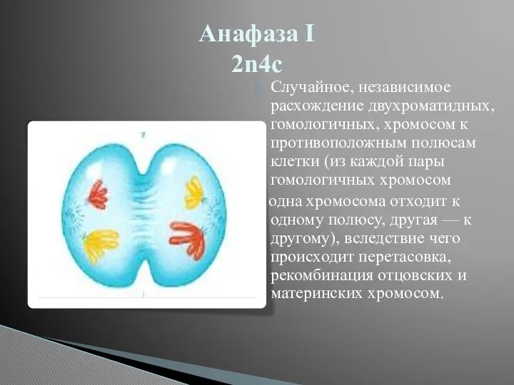 Случайное, независимое расхождение двухроматидных, гомологичных, хромосом к противоположным полюсам клетки