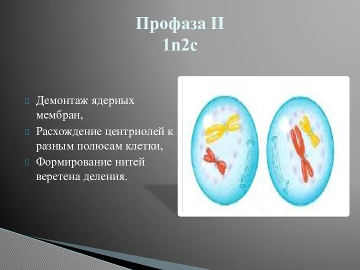 Демонтаж ядерных мембран, Расхождение центриолей к разным полюсам клетки, Формирование нитей веретена деления. Профаза II 1n2c