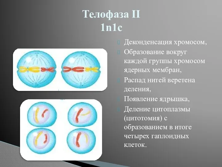 Деконденсация хромосом, Образование вокруг каждой группы хромосом ядерных мембран, Распад