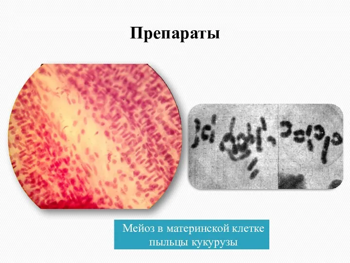 Препараты Мейоз в материнской клетке пыльцы кукурузы
