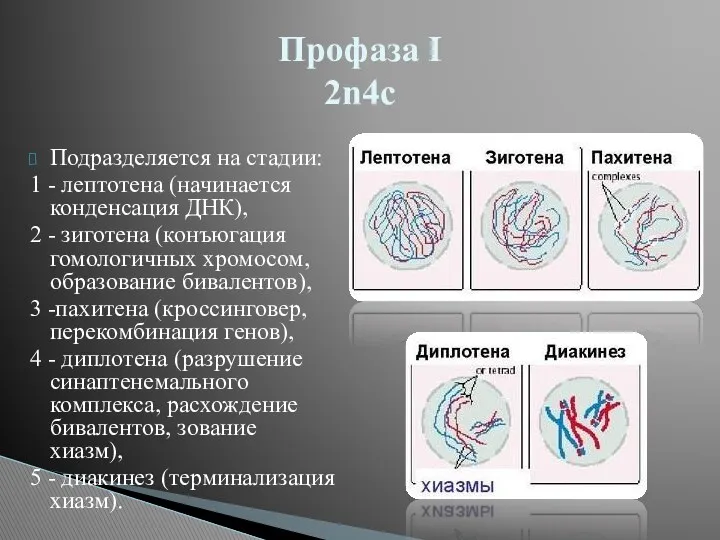 Подразделяется на стадии: 1 - лептотена (начинается конденсация ДНК), 2