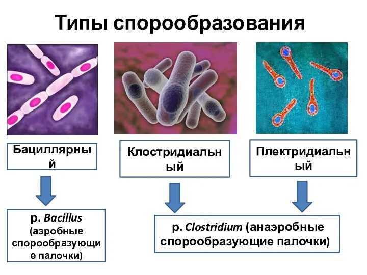 Типы спорообразования Бациллярный Клостридиальный Плектридиальный р. Clostridium (анаэробные спорообразующие палочки)) р. Bacillus (аэробные спорообразующие палочки)