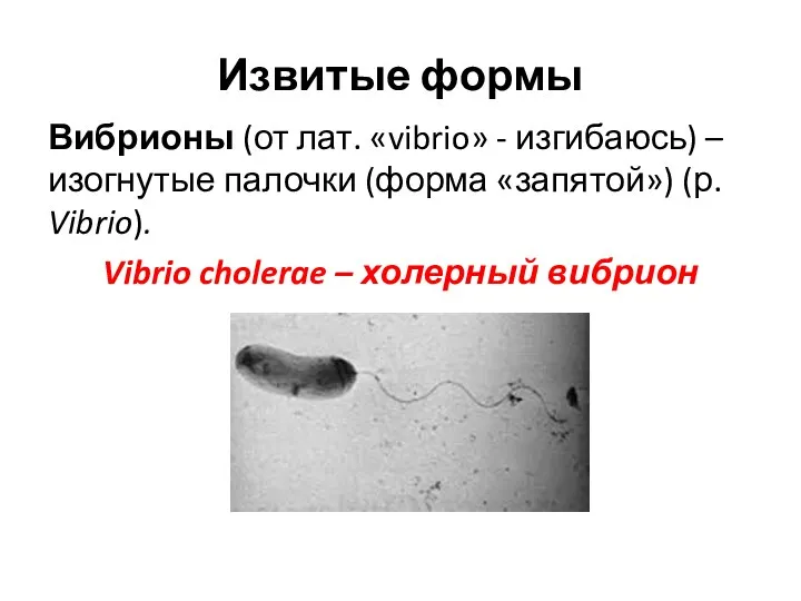Извитые формы Вибрионы (от лат. «vibrio» - изгибаюсь) – изогнутые