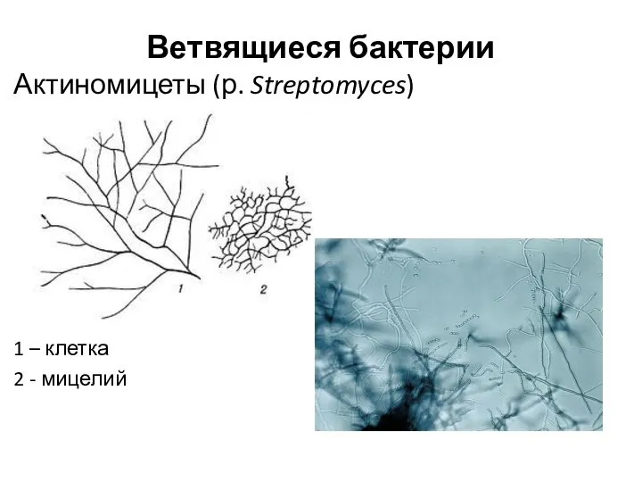 Ветвящиеся бактерии Актиномицеты (р. Streptomyces) 1 – клетка 2 - мицелий