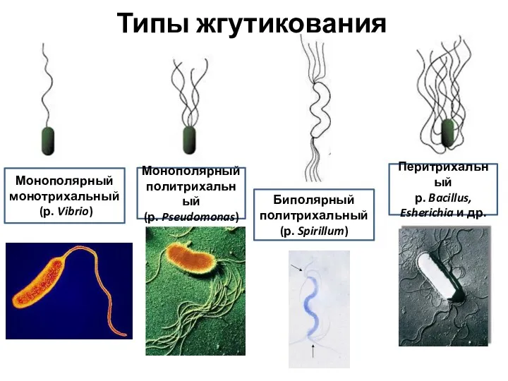 Типы жгутикования Монополярный монотрихальный (р. Vibrio) Монополярный политрихальный (р. Pseudomonas)