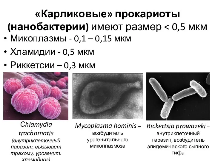«Карликовые» прокариоты (нанобактерии) имеют размер Микоплазмы - 0,1 – 0,15