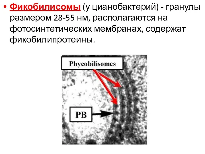 Фикобилисомы (у цианобактерий) - гранулы размером 28-55 нм, располагаются на фотосинтетических мембранах, содержат фикобилипротеины.