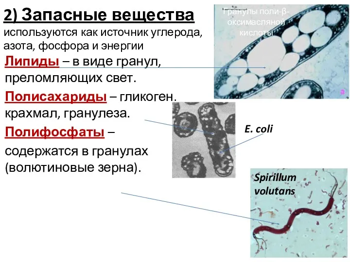 2) Запасные вещества используются как источник углерода, азота, фосфора и