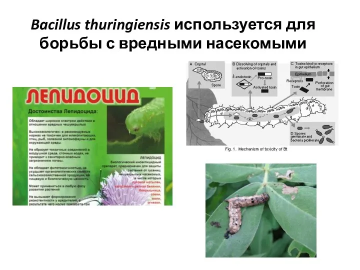 Bacillus thuringiensis используется для борьбы с вредными насекомыми