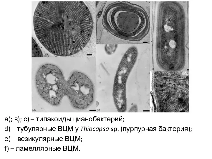 а); в); с) – тилакоиды цианобактерий; d) – тубулярные ВЦМ