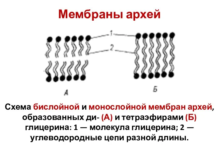 Мембраны архей Схема бислойной и монослойной мембран архей, образованных ди-
