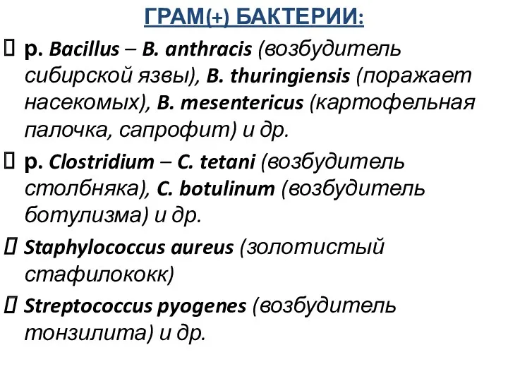 ГРАМ(+) БАКТЕРИИ: р. Bacillus – B. anthracis (возбудитель сибирской язвы),