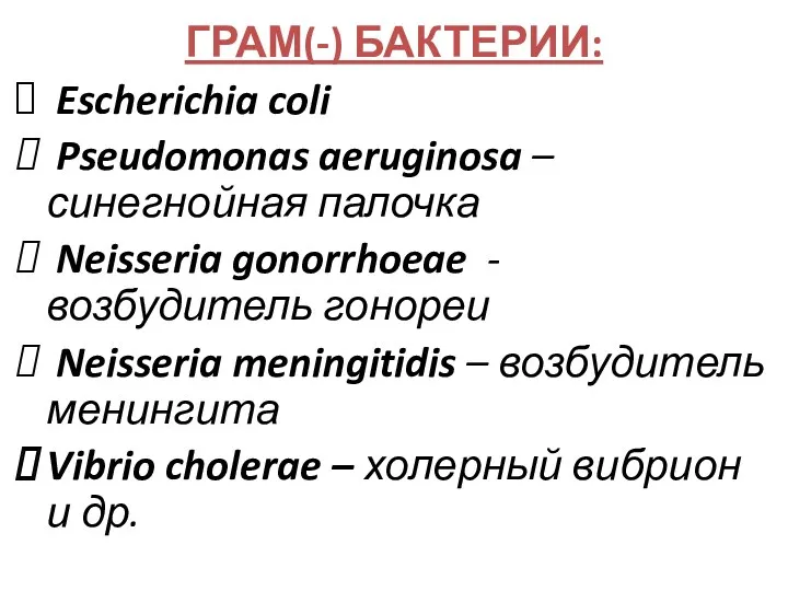 ГРАМ(-) БАКТЕРИИ: Escherichia coli Pseudomonas aeruginosa – синегнойная палочка Neisseria