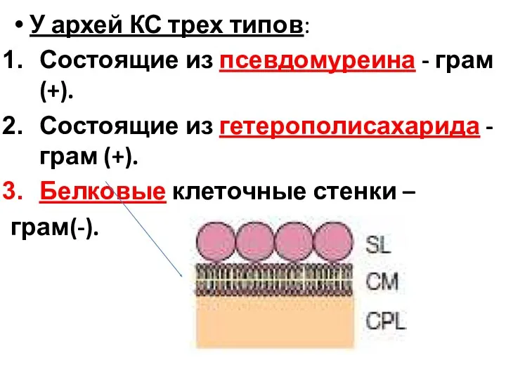 У архей КС трех типов: Состоящие из псевдомуреина - грам