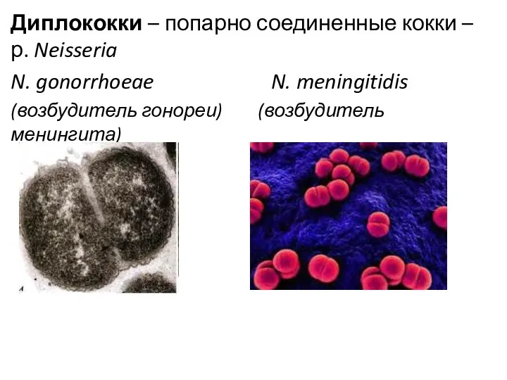 Диплококки – попарно соединенные кокки – р. Neisseria N. gonorrhoeae N. meningitidis (возбудитель гонореи) (возбудитель менингита)