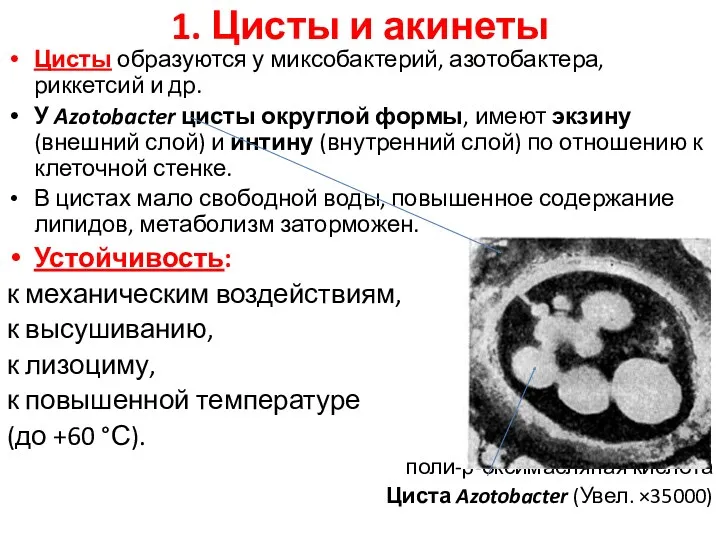1. Цисты и акинеты Цисты образуются у миксобактерий, азотобактера, риккетсий