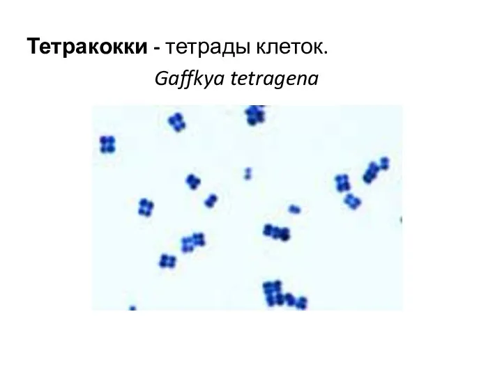 Тетракокки - тетрады клеток. Gaffkya tetragena