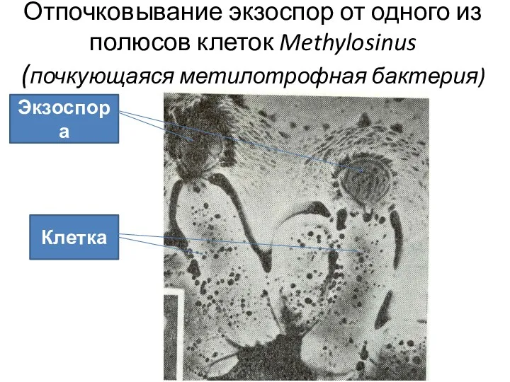 Отпочковывание экзоспор от одного из полюсов клеток Methylosinus (почкующаяся метилотрофная бактерия) Экзоспора Клетка