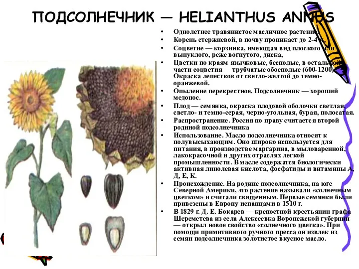 ПОДСОЛНЕЧНИК — HELIANTHUS ANNUS Однолетнее травянистое масличное растение. Корень стержневой,