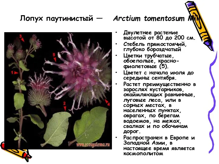 Лопух паутинистый — Arctium tomentosum Mill. Двулетнее растение высотой от