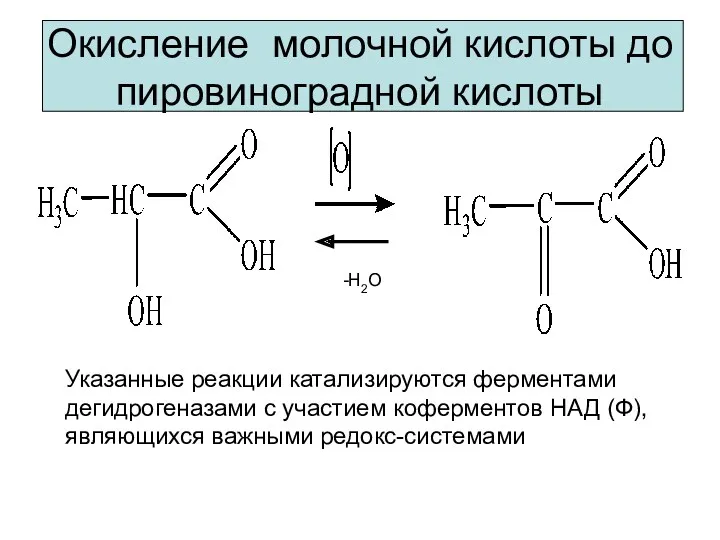 Окисление молочной кислоты до пировиноградной кислоты Указанные реакции катализируются ферментами