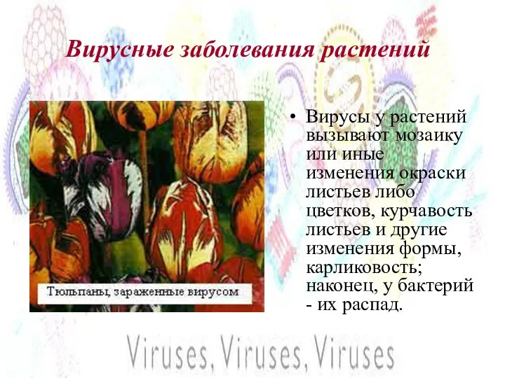 Вирусные заболевания растений Вирусы у растений вызывают мозаику или иные изменения окраски листьев