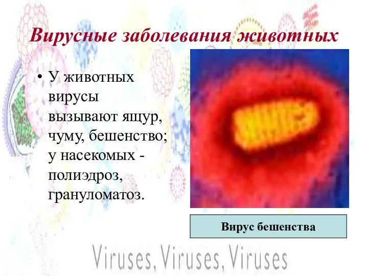 Вирусные заболевания животных У животных вирусы вызывают ящур, чуму, бешенство; у насекомых -