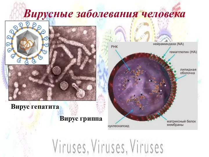 Вирусные заболевания человека Вирус гепатита Вирус гриппа