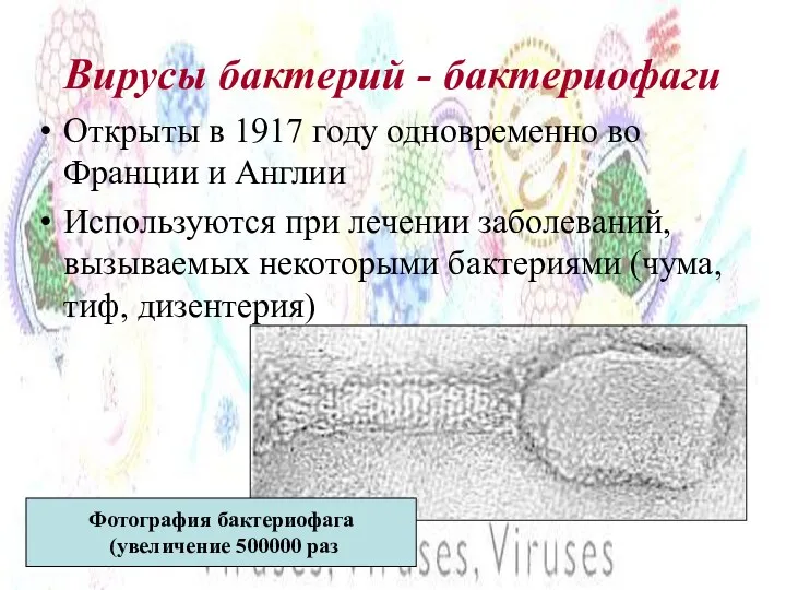 Вирусы бактерий - бактериофаги Открыты в 1917 году одновременно во Франции и Англии