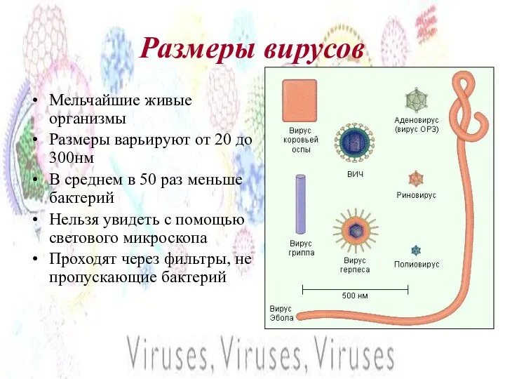 Размеры вирусов Мельчайшие живые организмы Размеры варьируют от 20 до 300нм В среднем