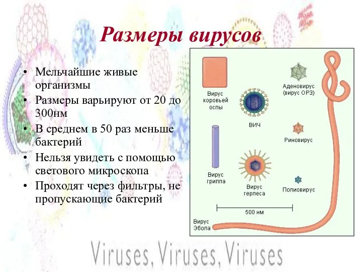 Размеры вирусов Мельчайшие живые организмы Размеры варьируют от 20 до