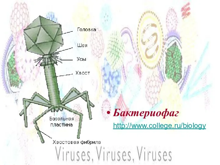 Бактериофаг http://www.college.ru/biology