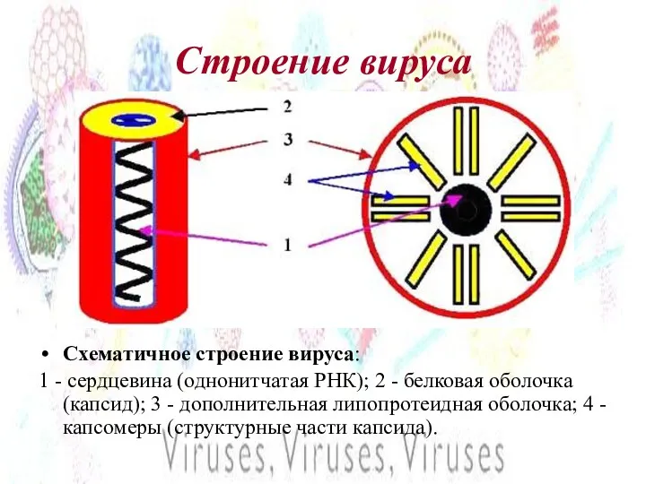 Строение вируса Схематичное строение вируса: 1 - сердцевина (однонитчатая РНК); 2 - белковая